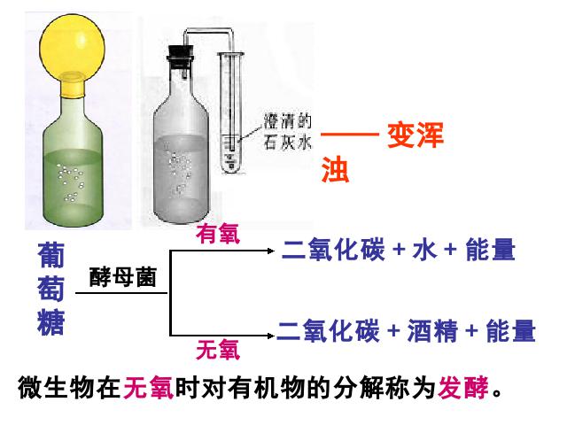 初二上册生物生物5.4.5人类对细菌和真菌的利用ppt原创课件（）第3页