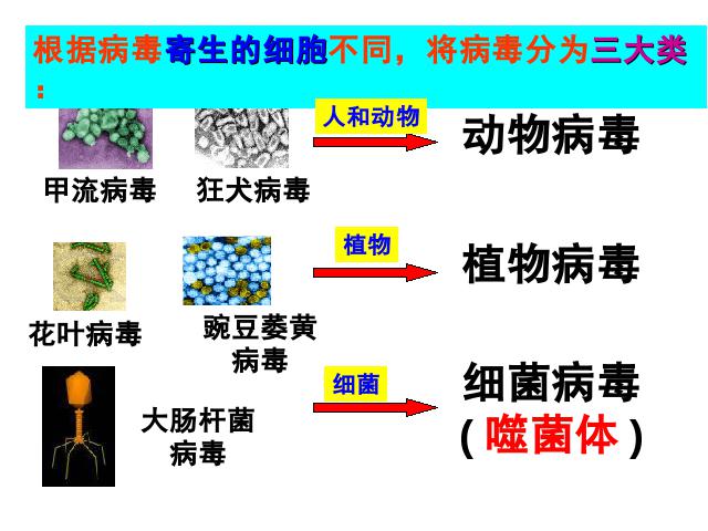 初二上册生物生物5.5病毒优秀获奖第10页