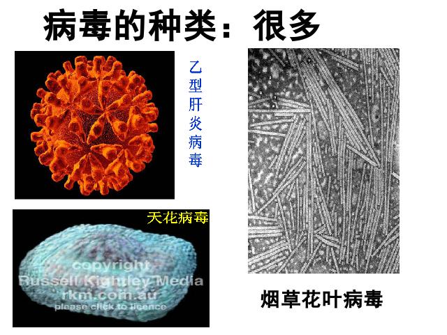 初二上册生物5.5病毒PPT教学自制课件(生物)第9页