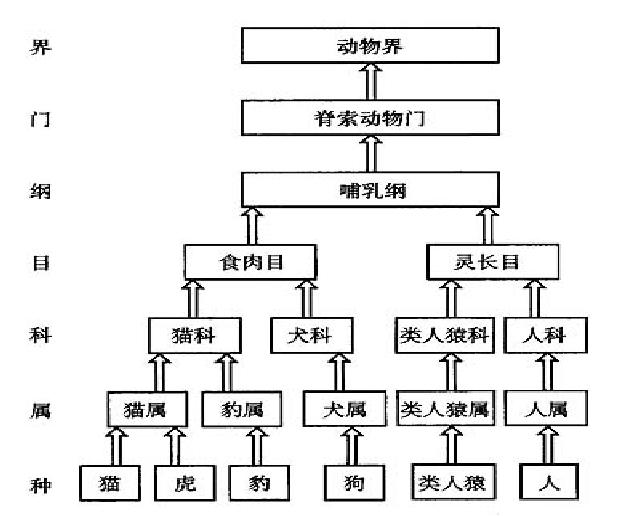 初二上册生物生物6.1.2从种到界教研课第6页