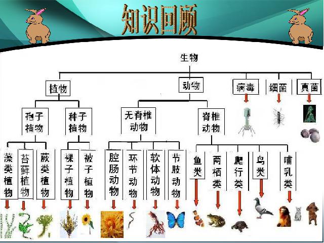 初二上册生物生物6.2认识生物的多样性精品第1页