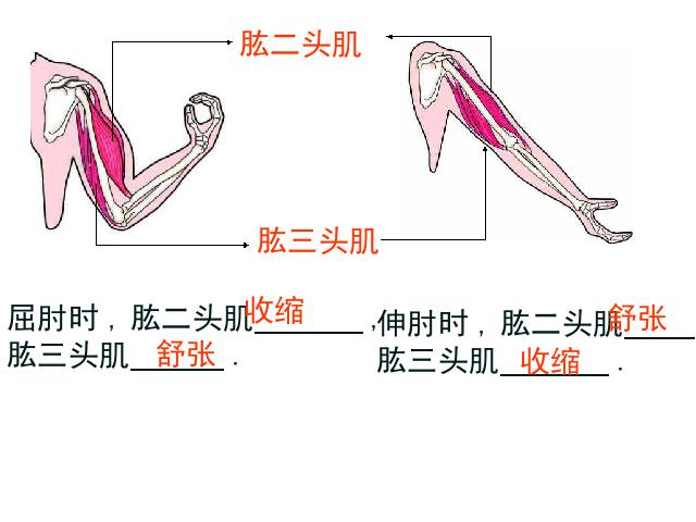 初二上册生物生物期末总复习资料优秀获奖第8页