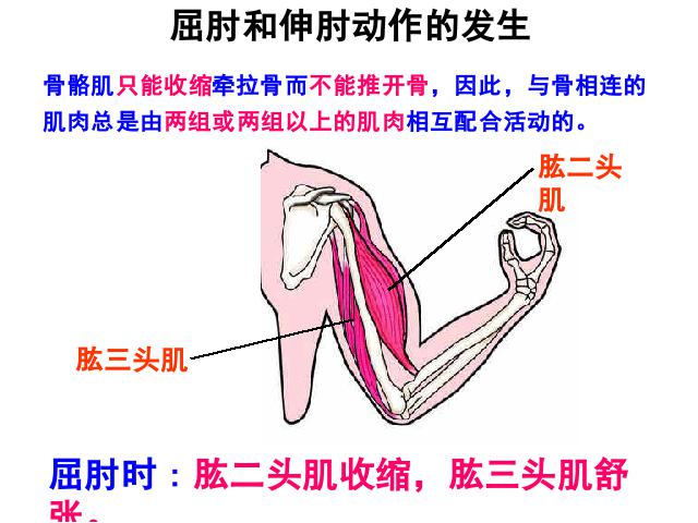 初二上册生物生物期末总复习资料优质课ppt课件下载第4页