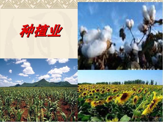 初二上册地理中国的经济发展农业PPT教学自制课件(地理)第4页