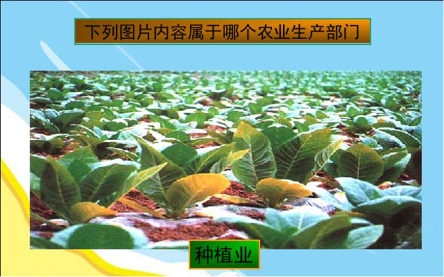 初二上册地理地理中国的经济发展农业ppt原创课件（）第5页
