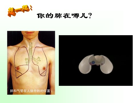 初二下册科学（教科版）3.5生物的呼吸和呼吸作用ppt课件(新浙教版八年级科学)第5页