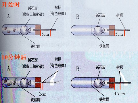 初二下册科学（教科版）新浙教版八下科学优质课3.5生物的呼吸和呼吸作用ppt课件第5页