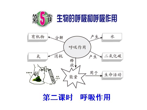 初二下册科学（教科版）新浙教版八年级科学3.5生物的呼吸和呼吸作用课件ppt第1页