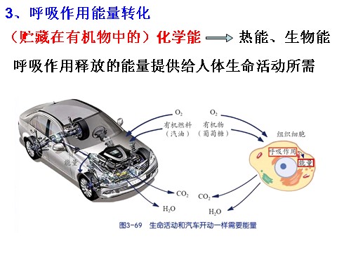 初二下册科学（教科版）新浙教版八年级科学3.5生物的呼吸和呼吸作用课件ppt第5页