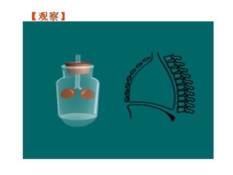 初二下册科学（教科版）八年级科学新浙教版3.5生物的呼吸和呼吸作用ppt课件第9页