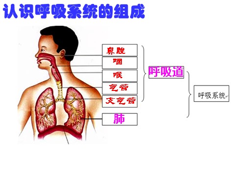 初二下册科学（教科版）新浙教版八年级科学精品生物的呼吸和呼吸作用ppt课件第9页