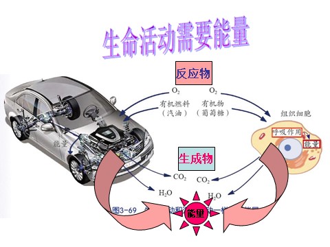 初二下册科学（教科版）新浙教版八年级科学3.5生物的呼吸和呼吸作用ppt课件第3页