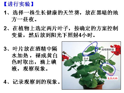 初二下册科学（教科版）八年级科学新浙教版3.6光合作用ppt课件第6页