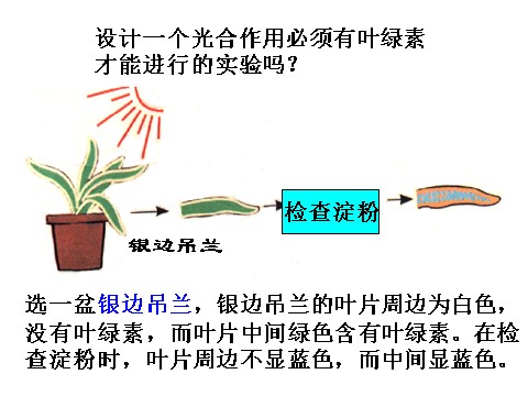 初二下册科学（教科版）八年级科学新浙教版3.6光合作用ppt课件第9页