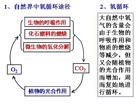 初二下册科学（教科版）八年级科学新浙教版3.7自然界中氧循环和碳循环ppt课件第9页