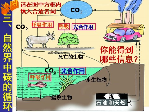 初二下册科学（教科版）新浙教版八下科学精品3.7自然界中氧循环和碳循环ppt课件第5页