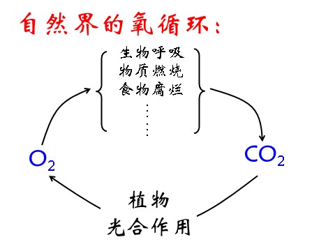 初二下册科学（教科版）优质课3.7自然界中氧循环和碳循环ppt课件第8页