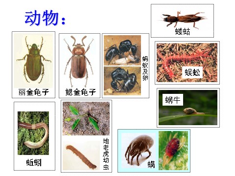 初二下册科学（教科版）新浙教版八年级科学4.1土壤的成分ppt课件第4页