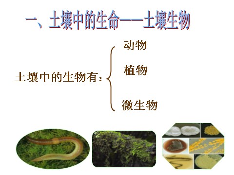 初二下册科学（教科版）新浙教版八年级科学4.1土壤的成分课件ppt第2页