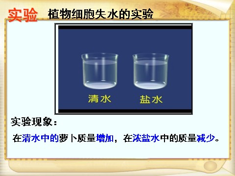 初二下册科学（教科版）新浙教版八下科学4.3植物的根与物质吸收课件ppt第5页