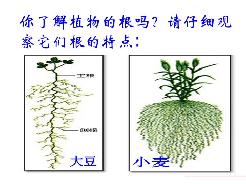 初二下册科学（教科版）八年级科学新浙教版4.3植物的根与物质吸收ppt课件第3页