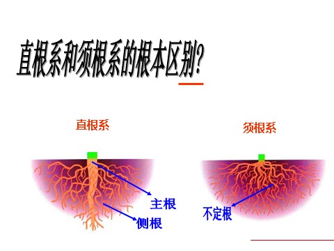 初二下册科学（教科版）八年级科学新浙教版4.3植物的根与物质吸收ppt课件第5页