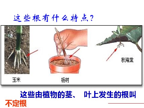 初二下册科学（教科版）八年级科学新浙教版4.3植物的根与物质吸收ppt课件第6页