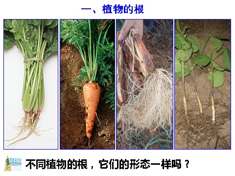 初二下册科学（教科版）浙教版八年级科学公开课4.3植物的根与物质吸收ppt课件第3页