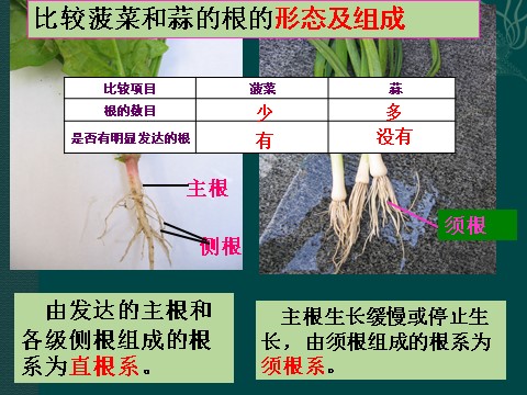 初二下册科学（教科版）4.3植物的根与物质吸收ppt课件(新浙教版八年级科学)第4页