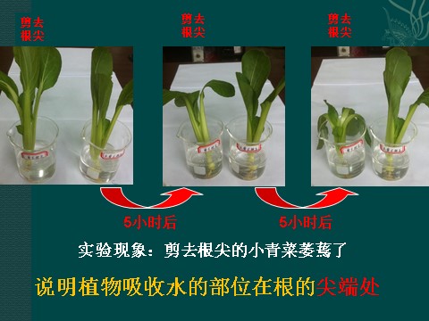 初二下册科学（教科版）4.3植物的根与物质吸收ppt课件(新浙教版八年级科学)第6页