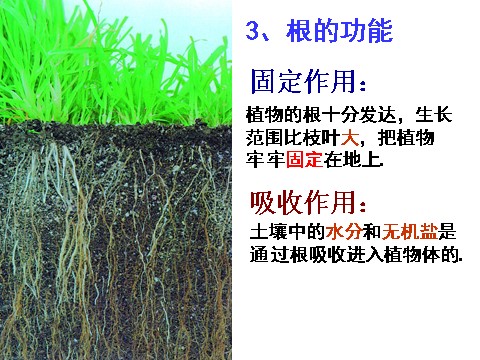 初二下册科学（教科版）八年级科学优质课4.3植物的根与物质吸收ppt课件第5页