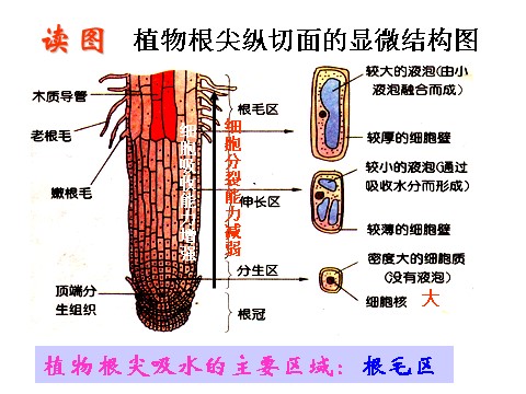 初二下册科学（教科版）八年级科学优质课4.3植物的根与物质吸收ppt课件第9页