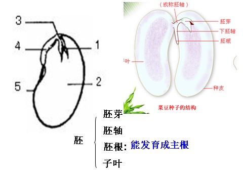 初二下册科学（教科版）新浙教版八年级科学4.3植物的根与物质吸收ppt课件第8页