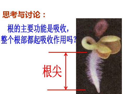 初二下册科学（教科版）新浙教版八年级科学4.3植物的根与物质吸收ppt课件第9页