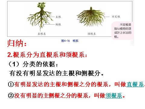 初二下册科学（教科版）新浙教版八年级科学精品4.3植物的根与物质吸收ppt课件第8页