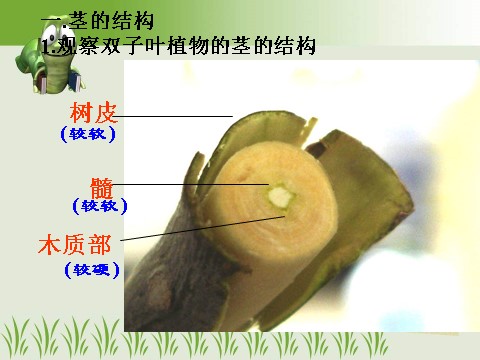 初二下册科学（教科版）新浙教版八年级科学优质课植物的茎与物质运输ppt课件第10页