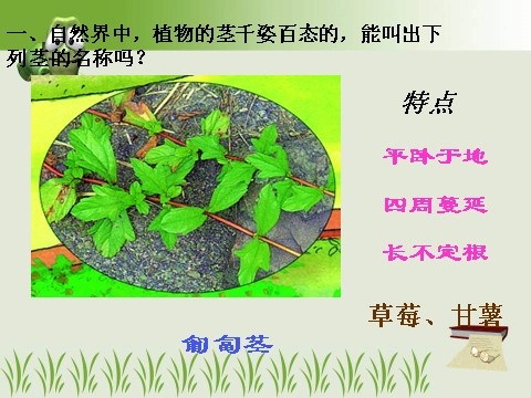 初二下册科学（教科版）新浙教版八年级科学优质课植物的茎与物质运输ppt课件第4页