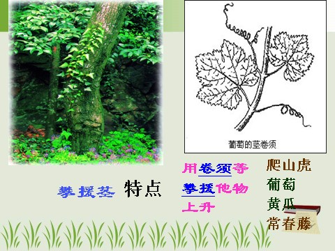 初二下册科学（教科版）新浙教版八年级科学优质课植物的茎与物质运输ppt课件第6页