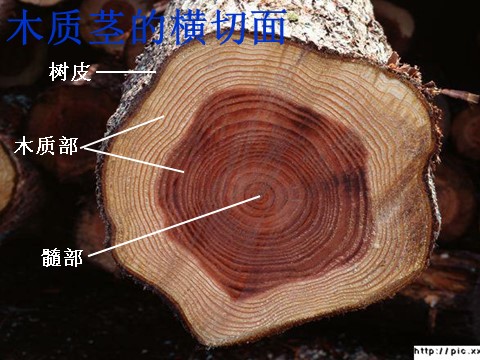 初二下册科学（教科版）八下科学新浙教版4.4植物的茎与物质运输ppt课件第10页