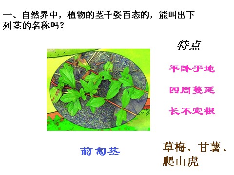 初二下册科学（教科版）八下科学新浙教版4.4植物的茎与物质运输ppt课件第3页
