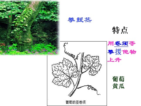 初二下册科学（教科版）八下科学新浙教版4.4植物的茎与物质运输ppt课件第5页