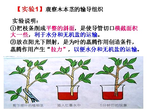 初二下册科学（教科版）浙教版八年级科学公开课4.4植物的茎与物质运输ppt课件第3页