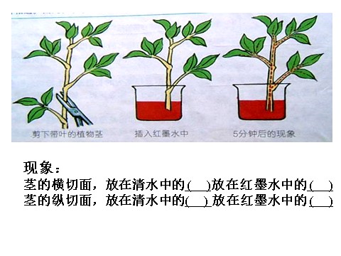 初二下册科学（教科版）浙教版八年级科学公开课4.4植物的茎与物质运输ppt课件第4页