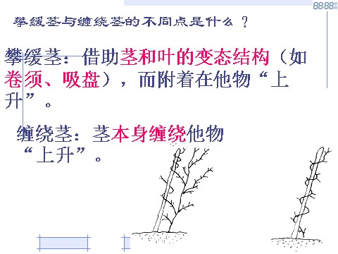 初二下册科学（教科版）新浙教版八年级科学4.4植物的茎与物质运输课件ppt第10页