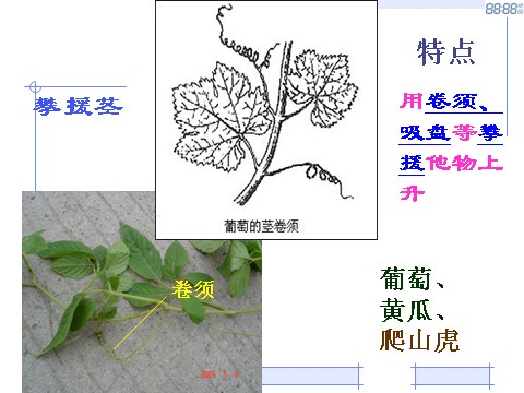 初二下册科学（教科版）新浙教版八年级科学4.4植物的茎与物质运输课件ppt第8页