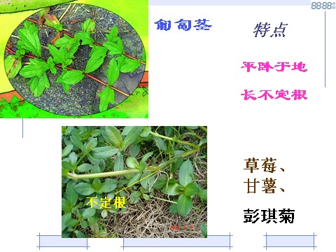 初二下册科学（教科版）新浙教版八年级科学4.4植物的茎与物质运输课件ppt第9页