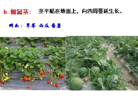 初二下册科学（教科版）新浙教版八年级科学4.4植物的茎与物质运输ppt课件第3页