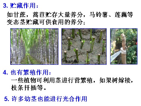 初二下册科学（教科版）教研课4.4植物的茎与物质运输ppt课件(新浙教版）第10页