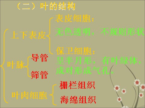 初二下册科学（教科版）新浙教版八下科学4.5植物的叶与蒸腾作用ppt课件第8页