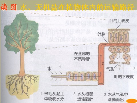 初二下册科学（教科版）新浙教版八下科学4.5植物的叶与蒸腾作用ppt课件第9页